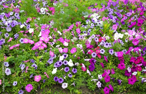 purple flowers in the garden