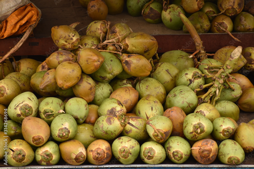 Fresh raw yellow and green coconuts fruits,placed in a stand for selling on the road side. The green coconut is a very popular fruit drink in India during hot seasons. Fresh raw yellow and green coconuts fruits,placed in a stand for selling on the road side. The green coconut is a very popular fruit drink in India during hot seasons.