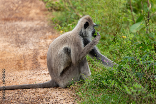 Yala National Park Monkey