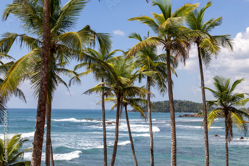 Coconut palms © sebastian