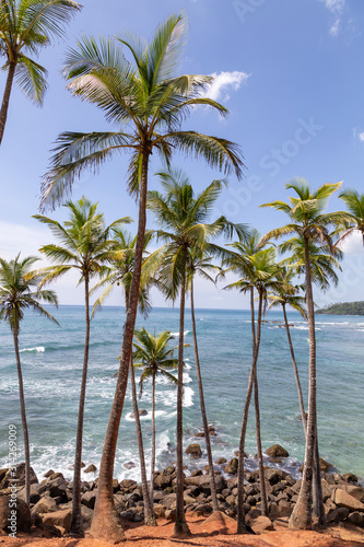 Coconut palms sri Lanka