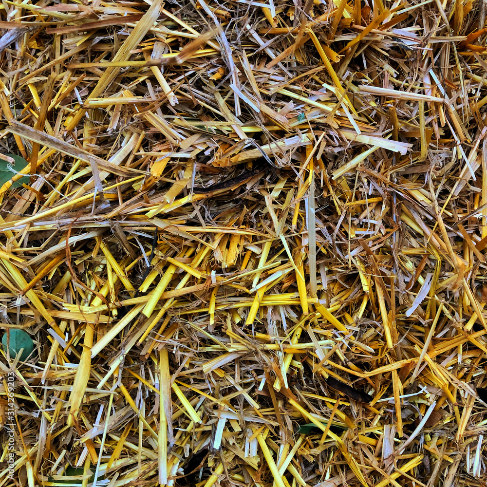 fun Close up of straw background texture fun Close up of straw background texture