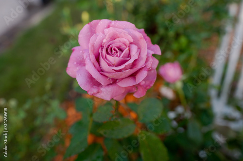 Wallpaper Mural Rose Torontodigital.ca