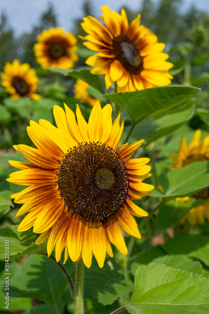 Vibrant sunflowers growing in a country garden.