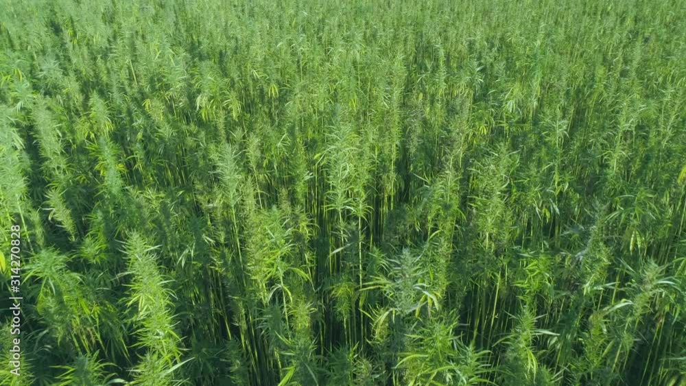 Aerial: Large Hemp Marijuana Field Drone Fly-Over Aerial: Large Hemp Marijuana Field Drone Fly-Over