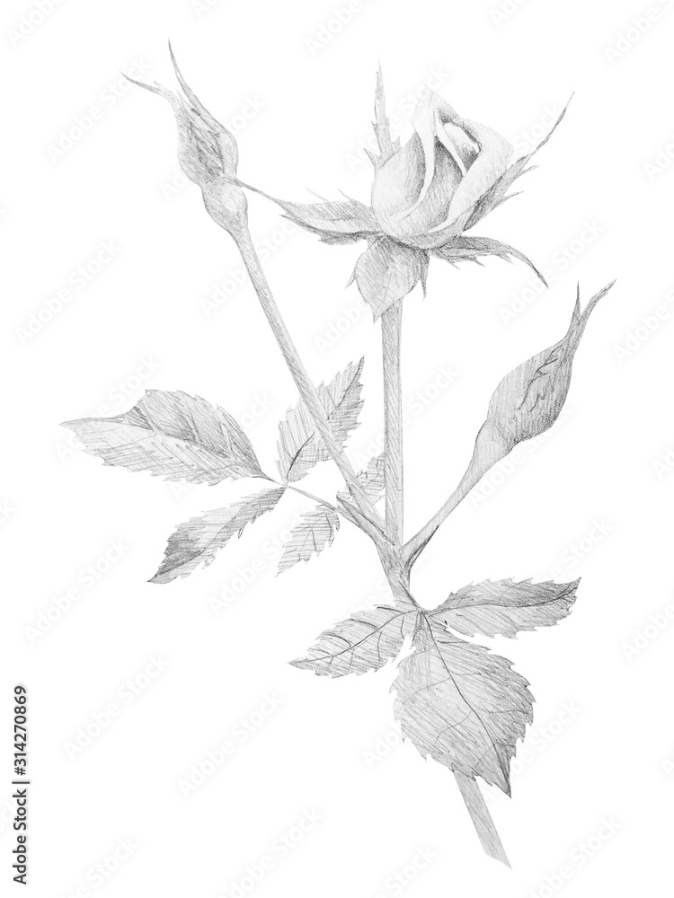 Botanical pencil sketch of roses on white background