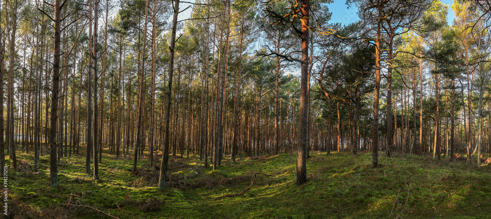 Obraz premium Panorama of a nice green summer forest