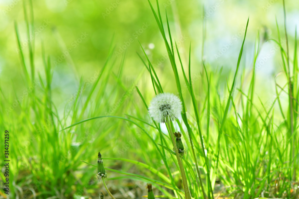 Fototapeta premium zieleń, trawa