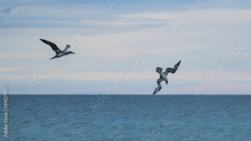 Gannet (juvenile( diving into the sea with another gannet flying along watching