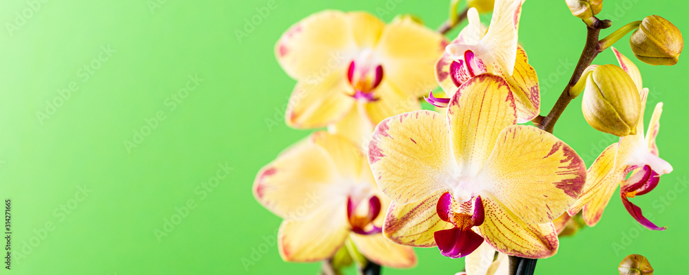 Most commonly grown house plants. Close up of orchid flower yellow bloom over green background. Phalaenopsis orchid. Botany concept with copy space, banner.