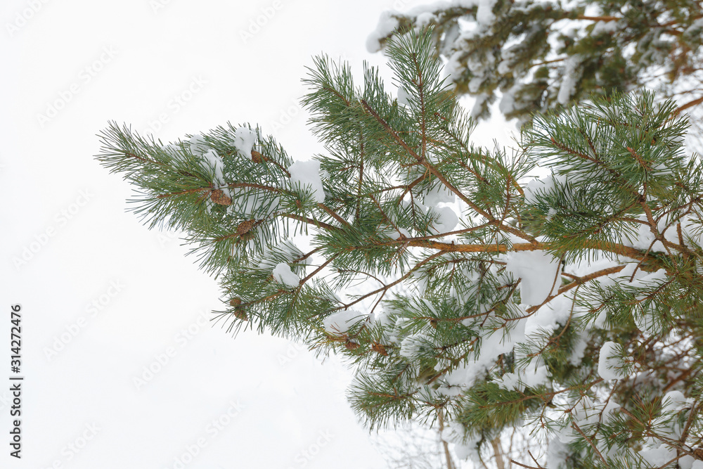 Obraz premium Fir branches covered with snow on a white background.