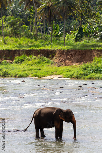 Elephant in a river