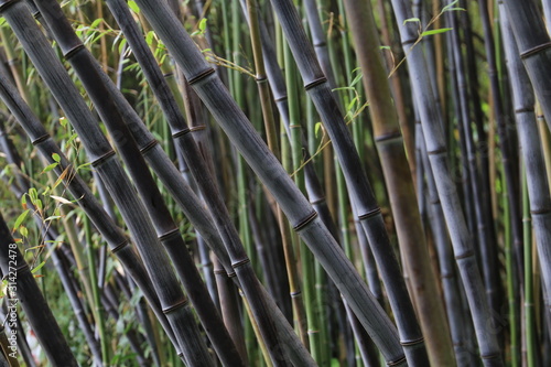bamboo forest with green and dark rods
