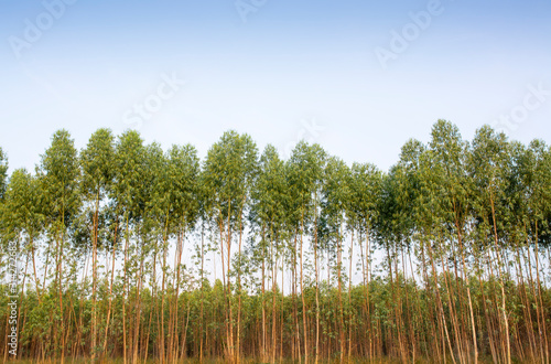 Eucalyptus forest in Thailand, plats for paper industry