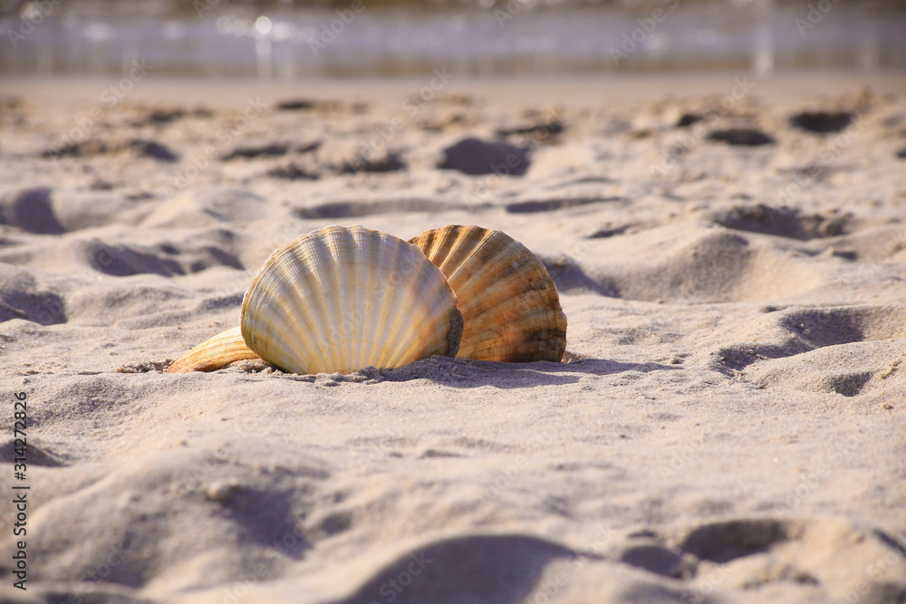 Close-up of a two seashell on the beach Close-up of a two seashell on the beach