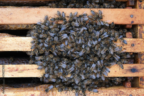 How bees winter in the hive. Overview of bee hive in winter. Wintering bees.