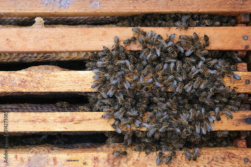 How bees winter in the hive. Overview of bee hive in winter. Wintering bees.