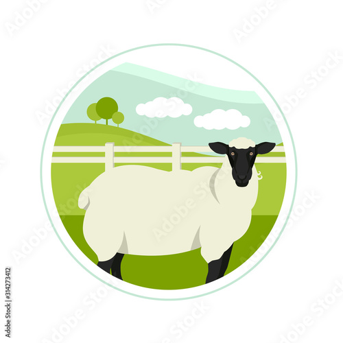 Farming today A sheep on a green meadow Animals Vector illustration