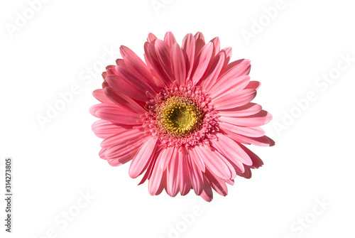 pink gerbera flower with white background 