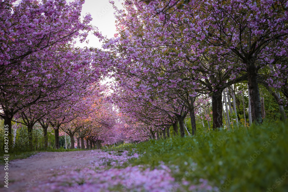 Obraz premium Rows of beautifully blossoming cherry trees on a green lawn