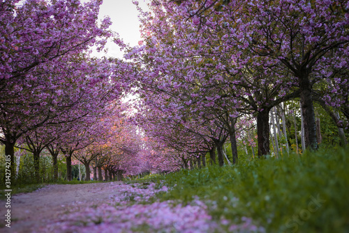 Rows of beautifully blossoming cherry trees on a green lawn