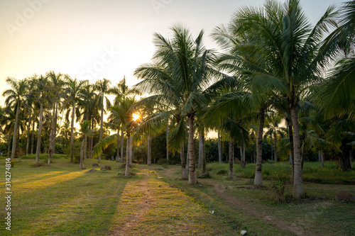 Palm trees during a wonderful sunset in a park near Hanoi, Vietnam
