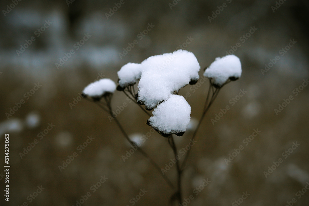 autumn dry plants under the first white snow in a wild field autumn dry plants under the first white snow in a wild field
