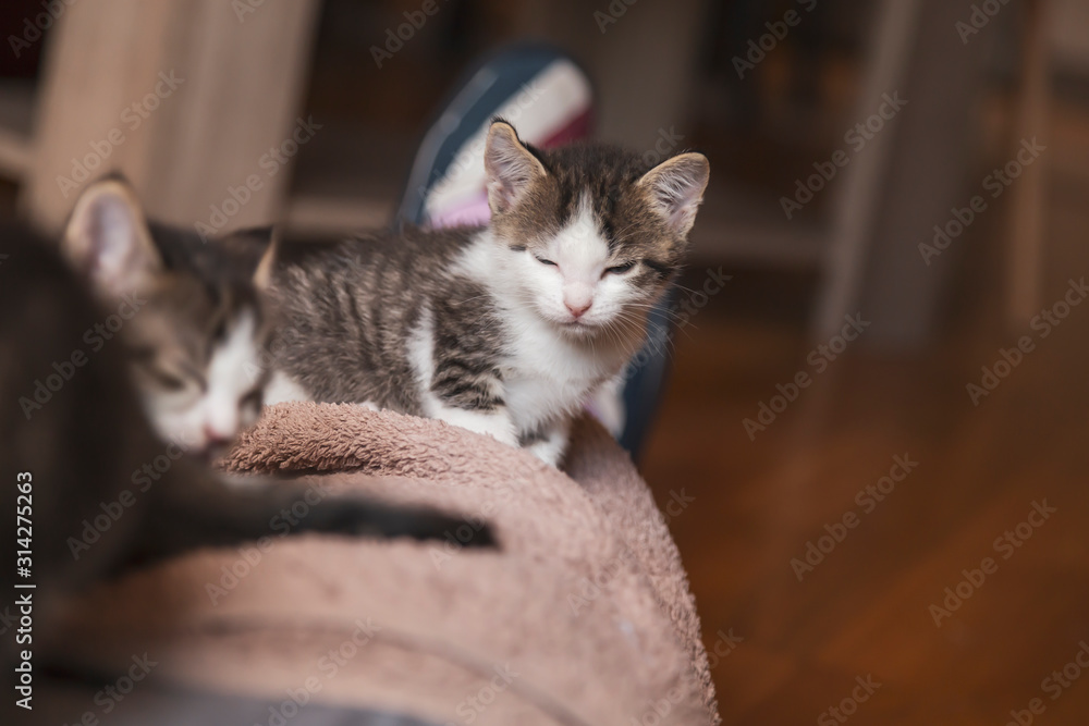 Kittens sleeping on the couch