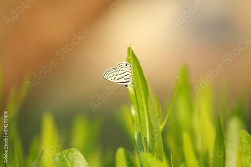 Butterflies in UAE photo