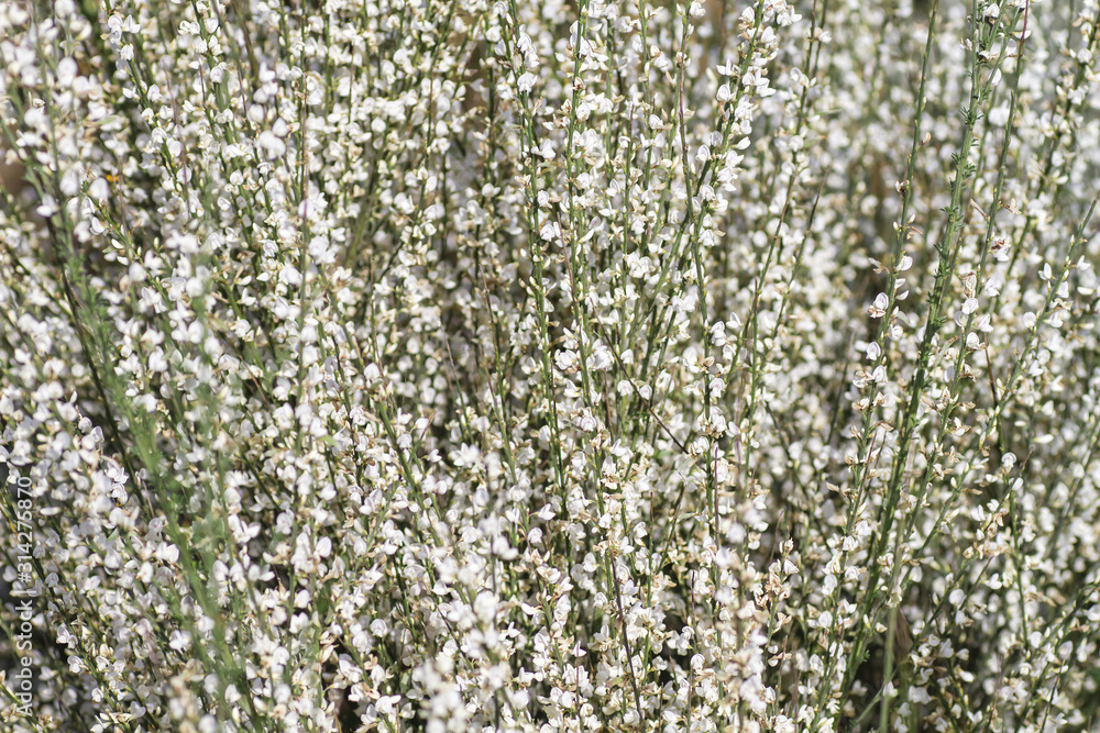 Fototapeta premium Retama white flowers blooming in spring