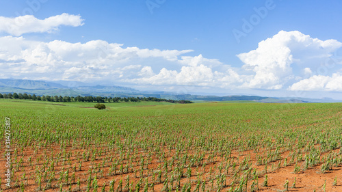 Summer Farm Young Maize Corn Crops Scenic Panoramic Mountain Landscape