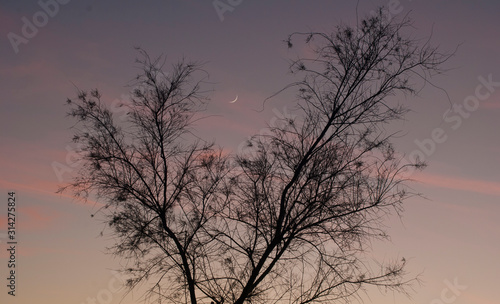 Luna moruna (con un día y medio de vida) al atardecer, cielo impresionante, regalo para los sentidos photo