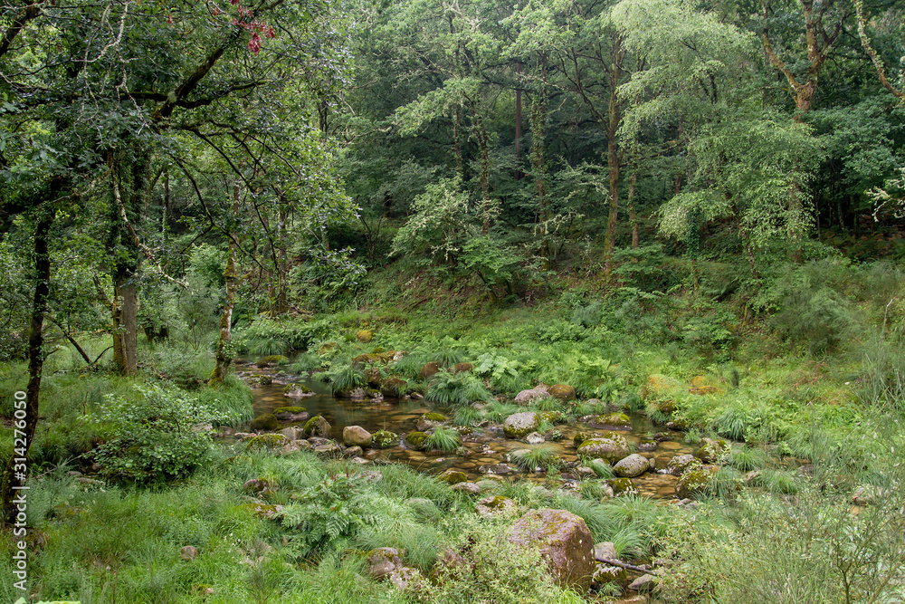 Green landscape in Sierra del Suido, Galicia, Spain Green landscape in Sierra del Suido, Galicia, Spain