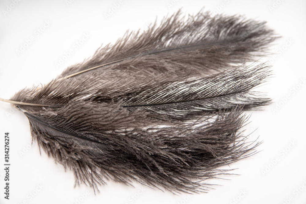 Fragment of an ostrich feather. black feather. black and white background. black ostrich feather Fragment of an ostrich feather. black feather. black and white background. black ostrich feather