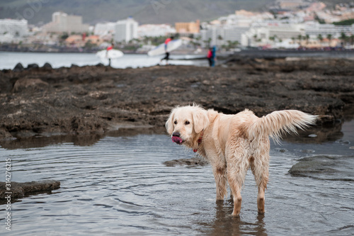 cute golden retriever dog plays with water on the coast of the Atlantic Ocean in Tenerife © Наталия Бражник