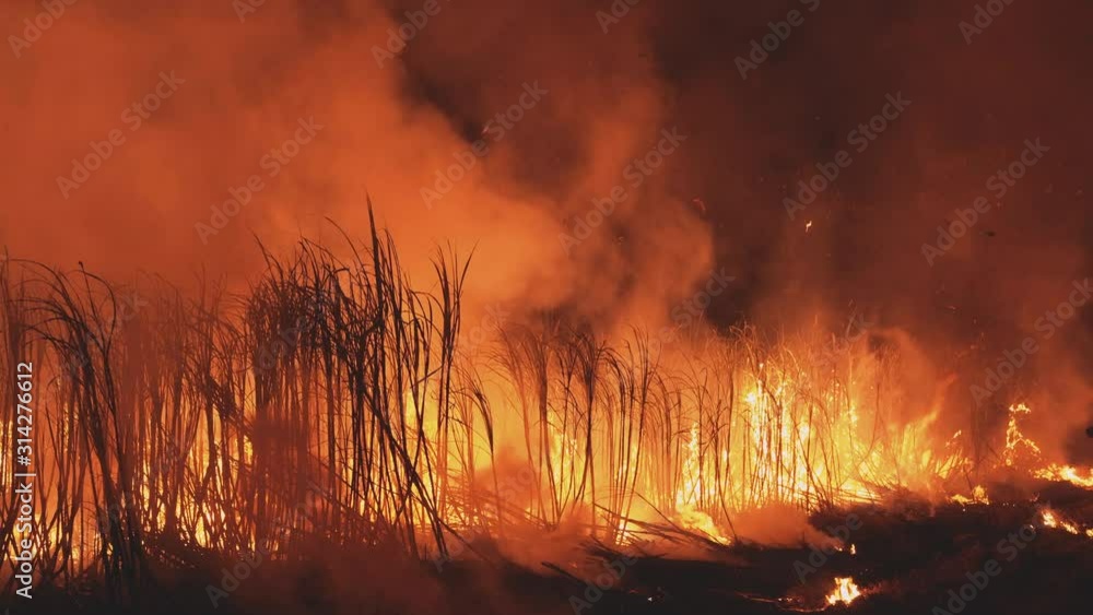 Burning cane field in Thailand.SUGARCANE FIRE for process to raw Sugar. Burning cane field in Thailand.SUGARCANE FIRE for process to raw Sugar.