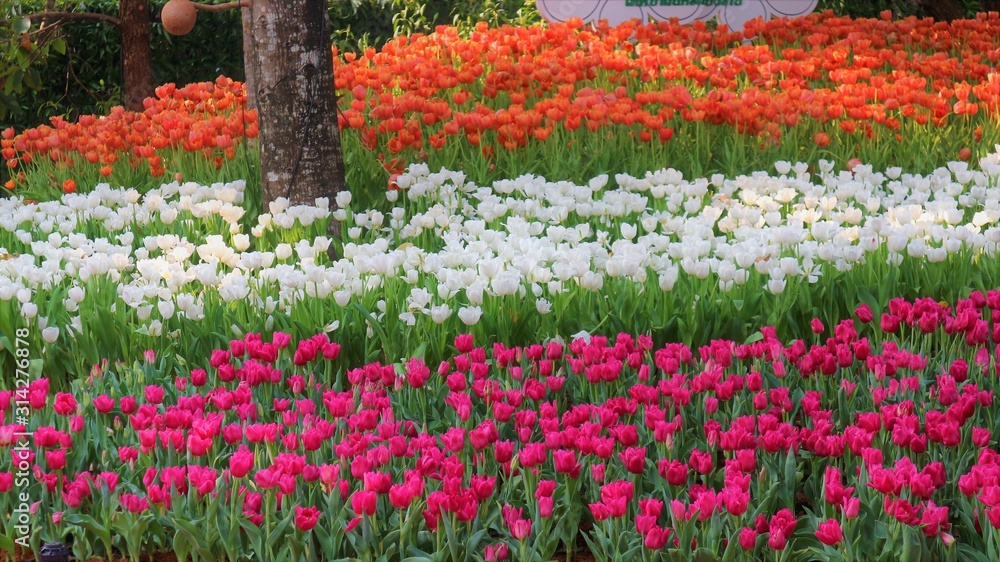 Flower garden Lily flower In Thailand, Chiang Rai Province In the 16th beautiful flower fair