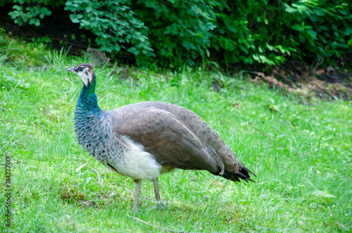A peacock walking in the grass