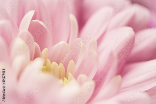 Abstract floral background, pink chrysanthemum flower. Macro flowers backdrop for holiday brand design © OLAYOLA