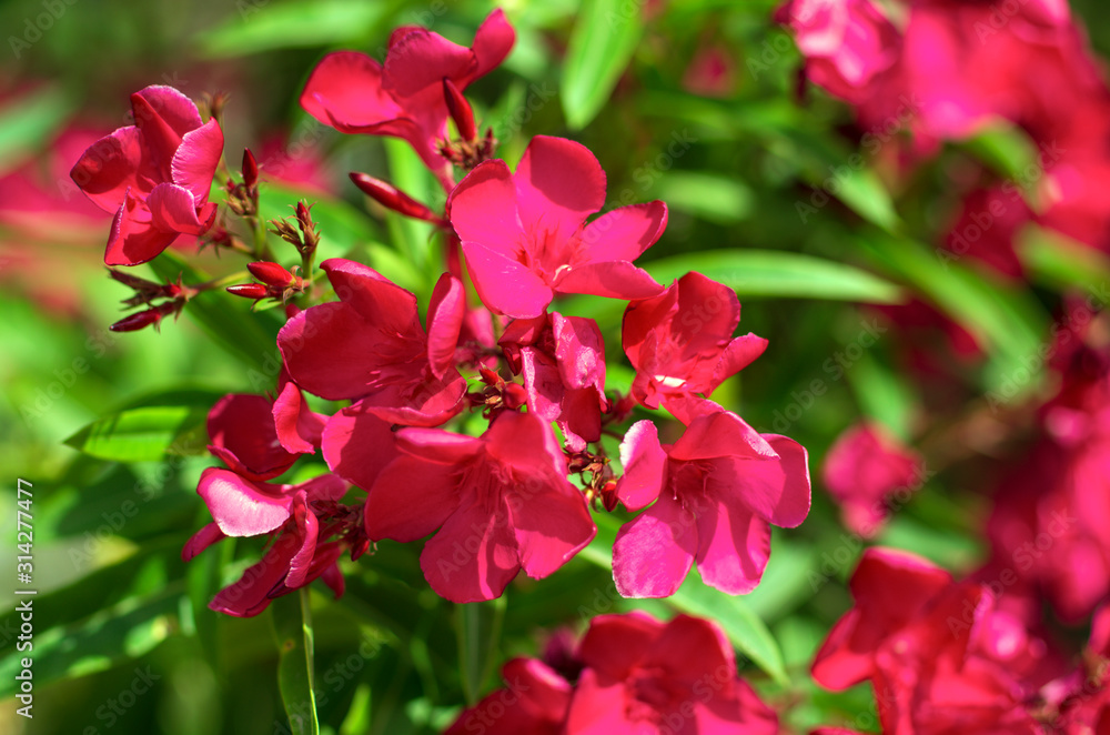 Red flowers of spring oleander with green twigs closeup Red flowers of spring oleander with green twigs closeup