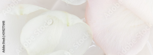 Soft focus, abstract floral background, white rose flower. Macro flowers backdrop for holiday brand design