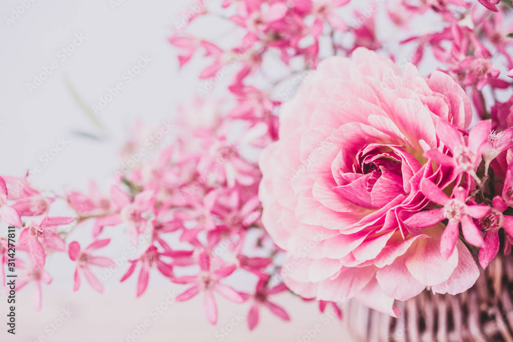 ピンクの花　ラナンキュラス