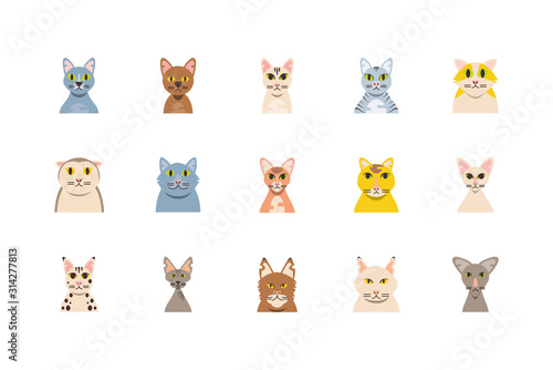 Isolated set of cute cats cartoons vector design