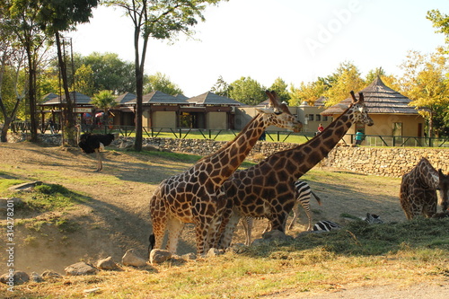 giraffe in bursa zoo