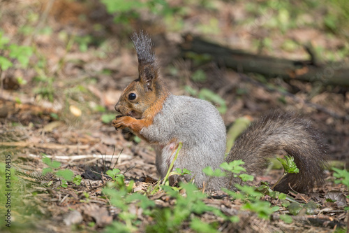 Detailed portrait of red squirrel in natural environment. Eurasian red squirrel, Sciurus vulgaris. Eurasian red squirrel (Sciurus vulgaris) in the natural environment. 