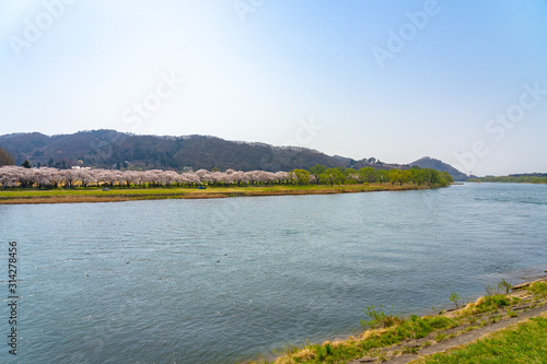 Tenshochi Park along the Kitakami River in springtime sunny day morning. Rural scene with beauty full bloom pink sakura flowers. Kitakami, Iwate Prefecture, Japan
