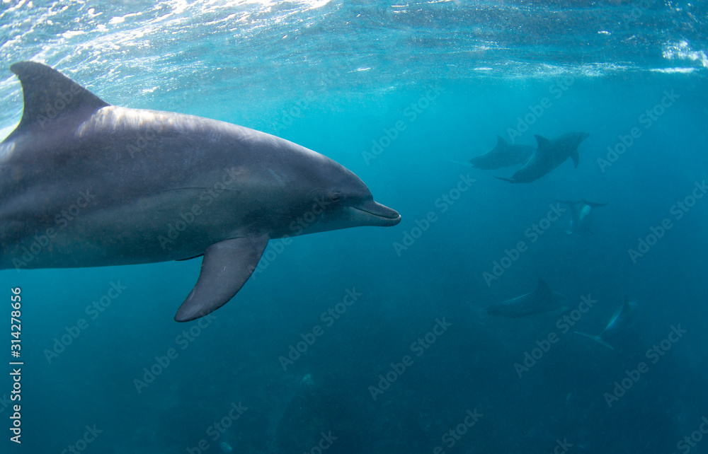 Obraz premium dolphin in water