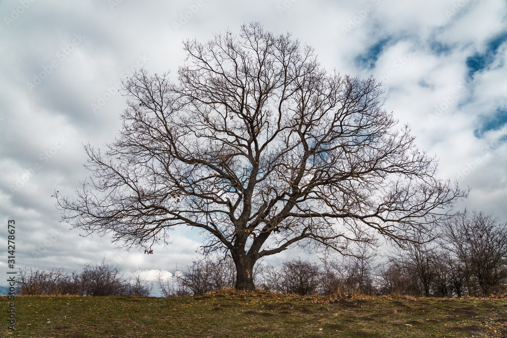 Bare tree without leaves on a hill Bare tree without leaves on a hill