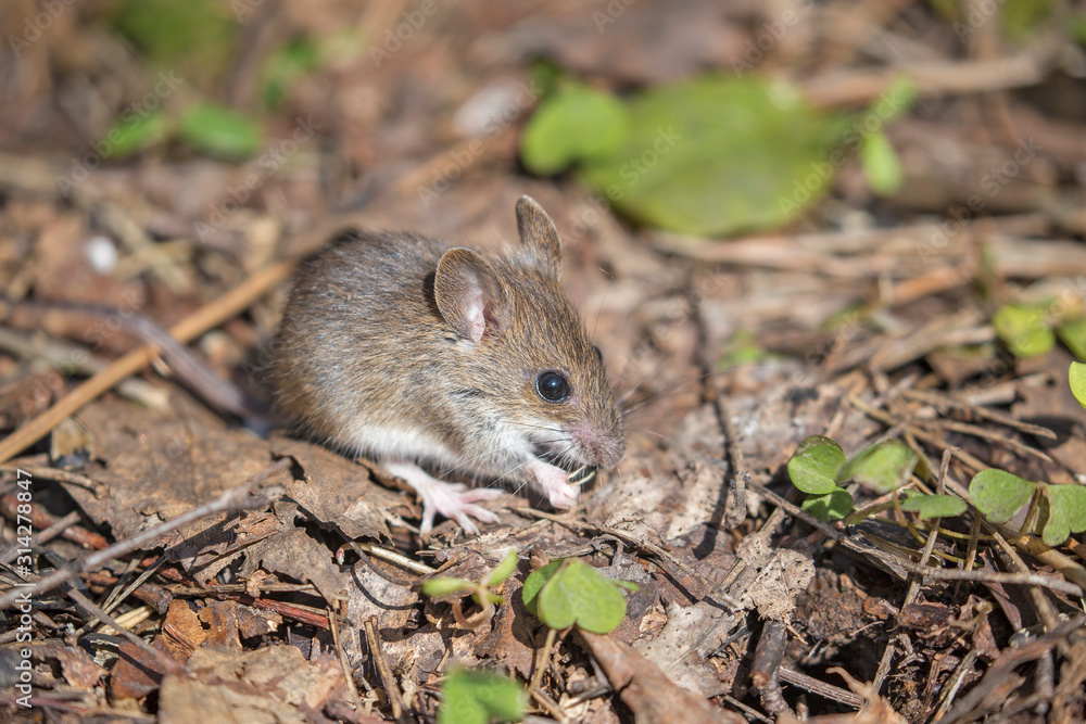 House Mouse (Mus domesticus). gray mouse in nature House Mouse (Mus domesticus). gray mouse in nature