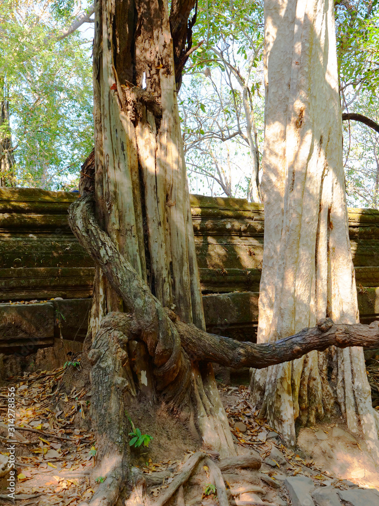Beng Mealea ancient temple ruines in the middle of jungle forest in Sieam Ream, Cambodia Beng Mealea ancient temple ruines in the middle of jungle forest in Sieam Ream, Cambodia